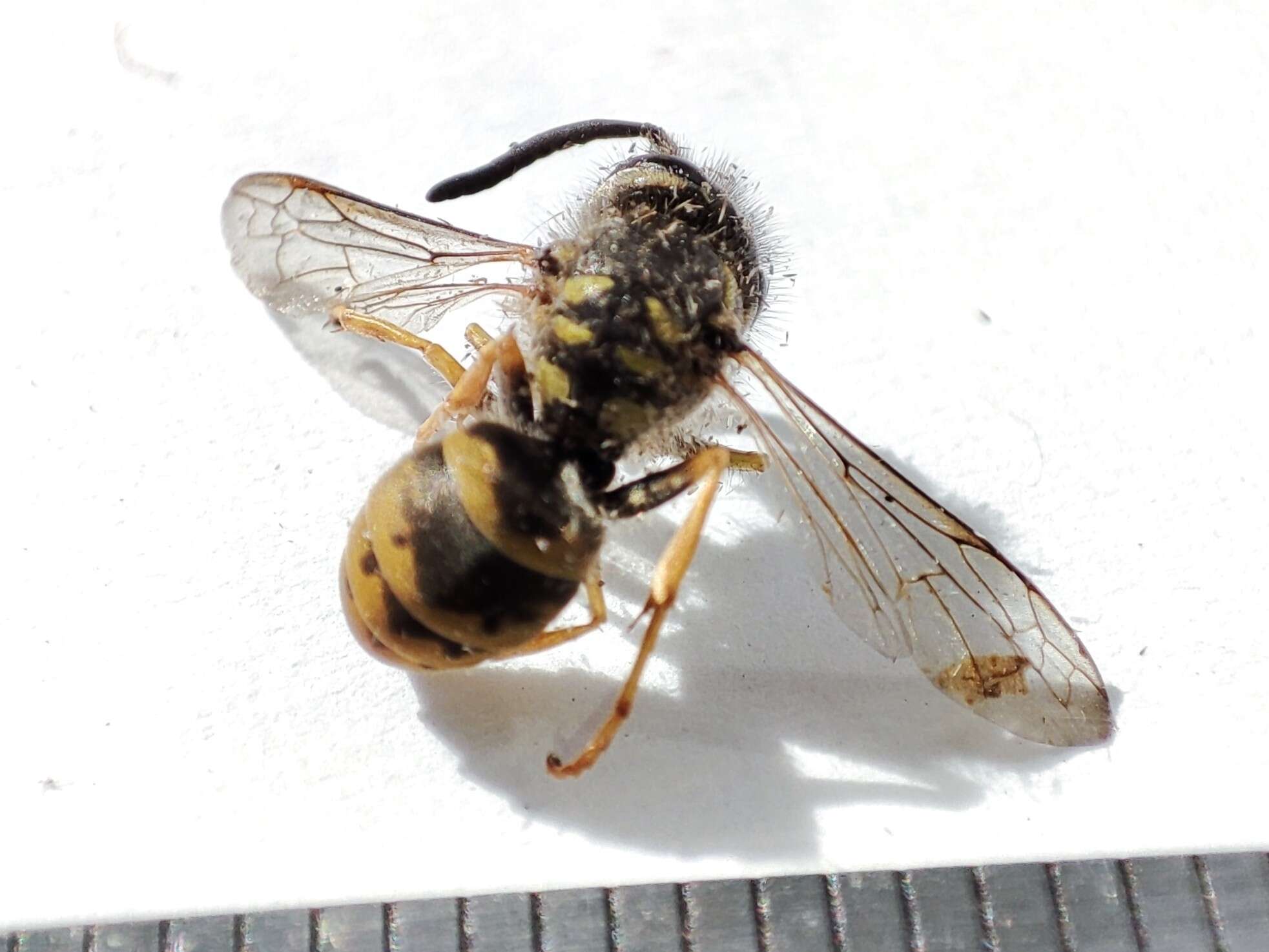 Image of Common wasp