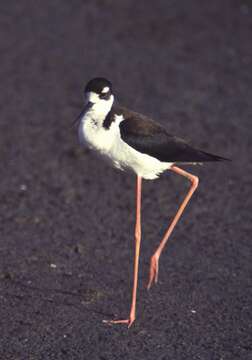 Image of White-backed Stilt