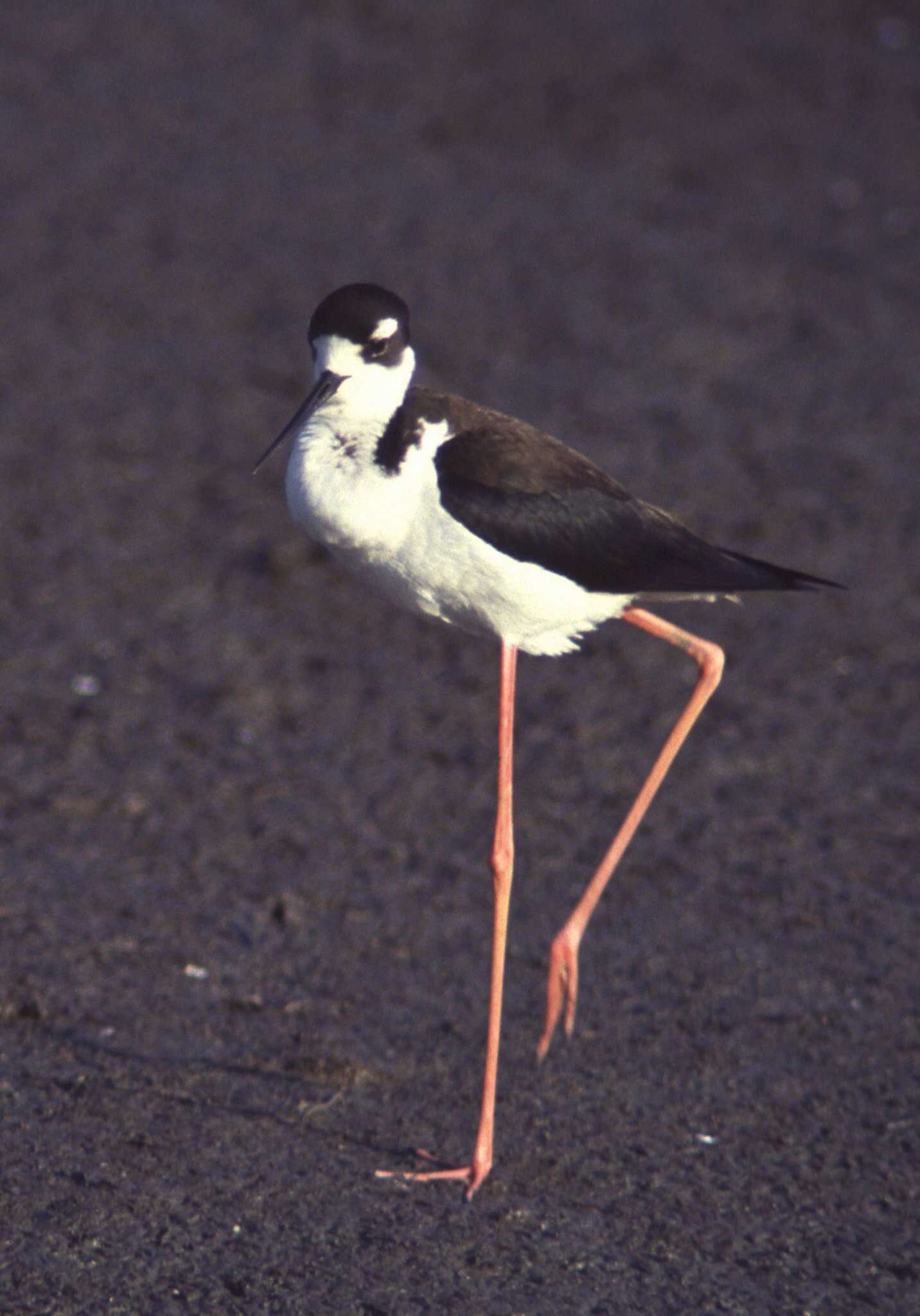 Image de Échasse à queue noire