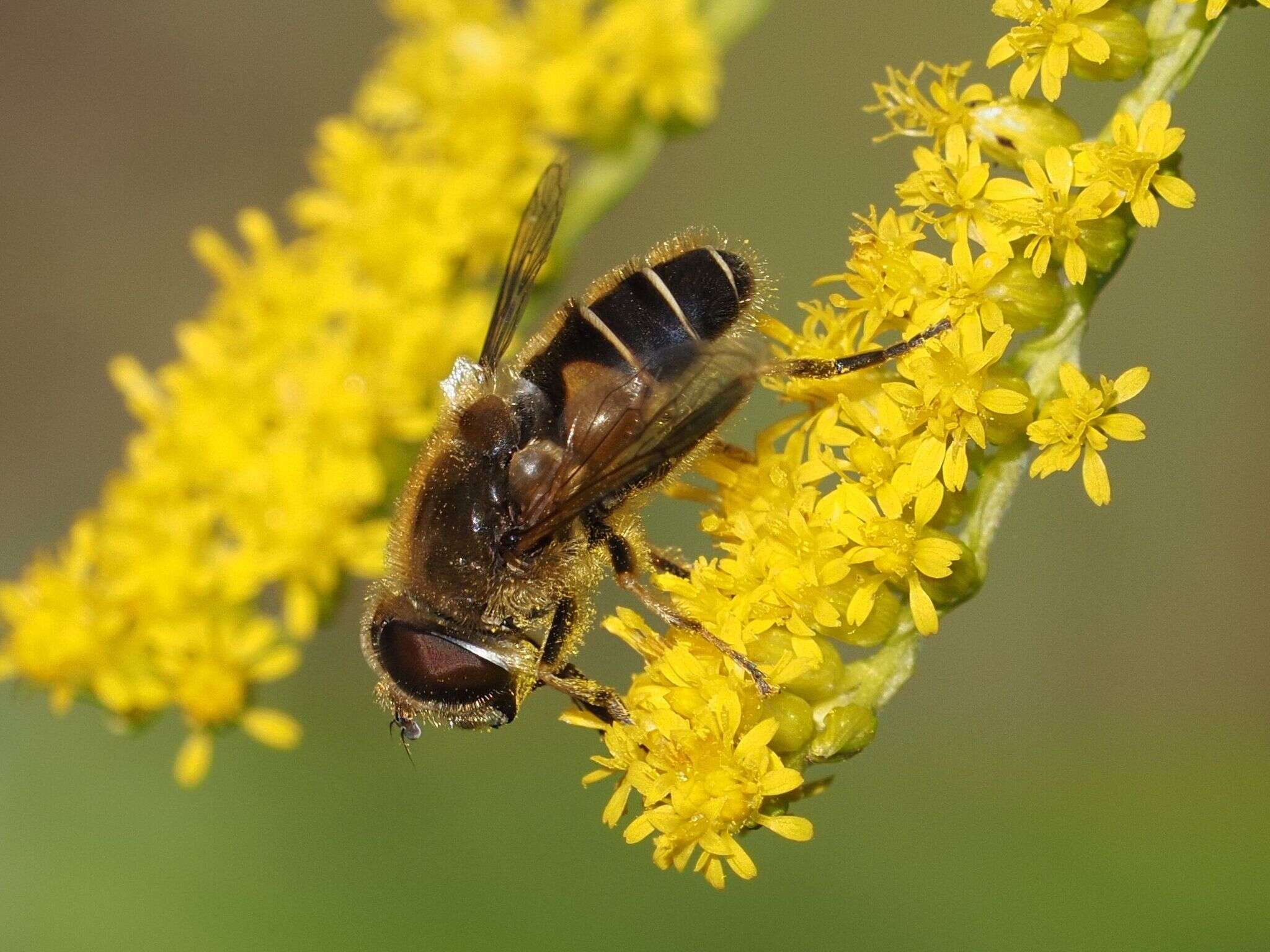 صورة <i>Eristalis nemorum</i>