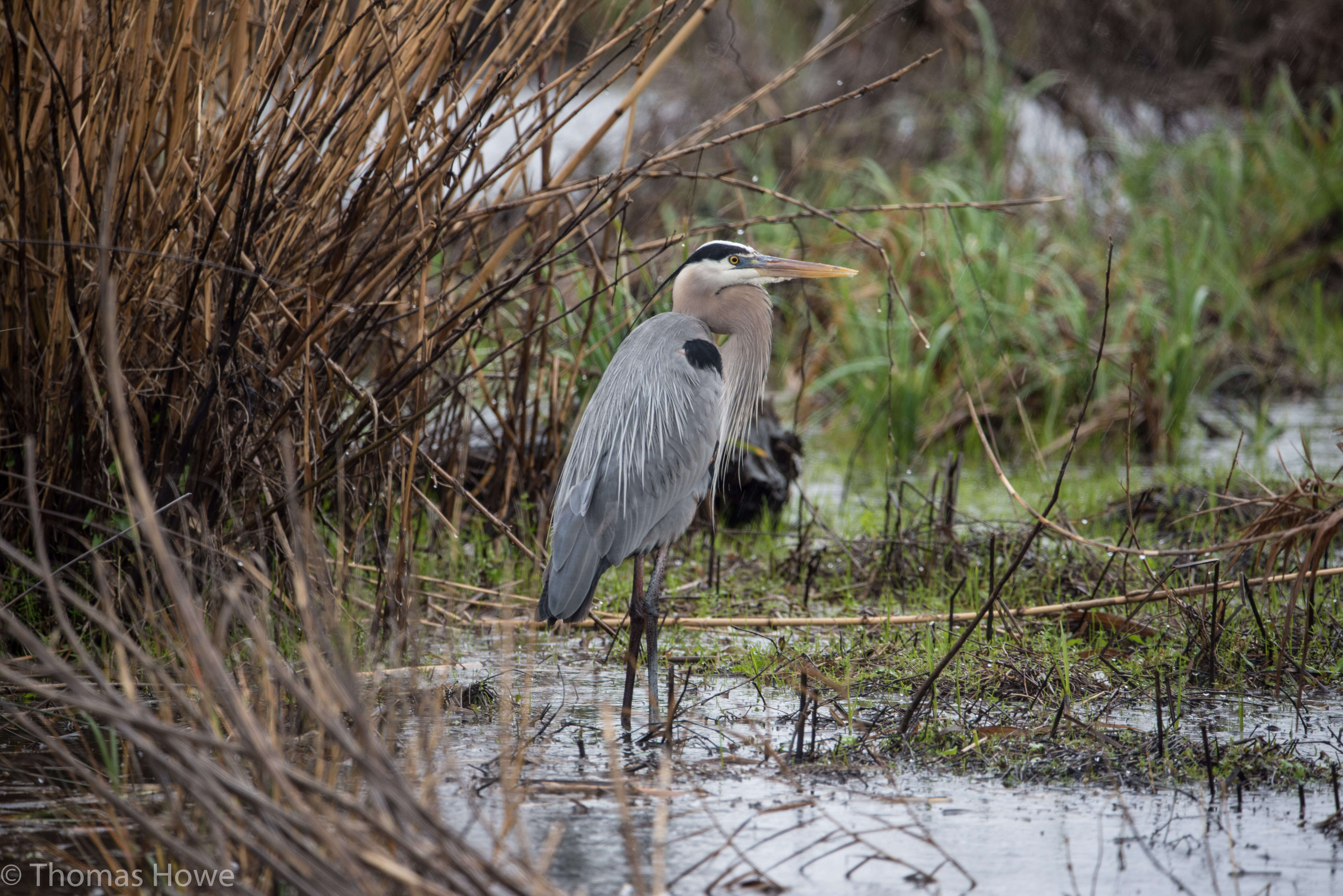 Image of Great Blue Heron