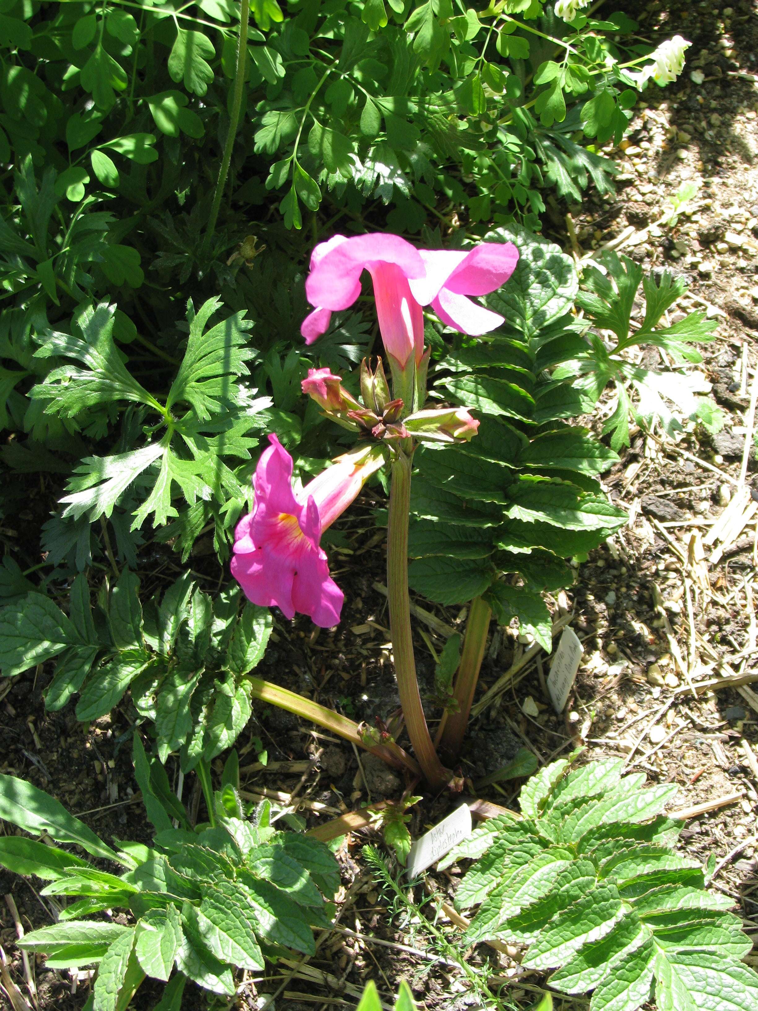 Image of Incarvillea delavayi Bureau & Franch.