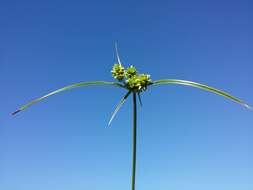 Image of Tall flatsedge