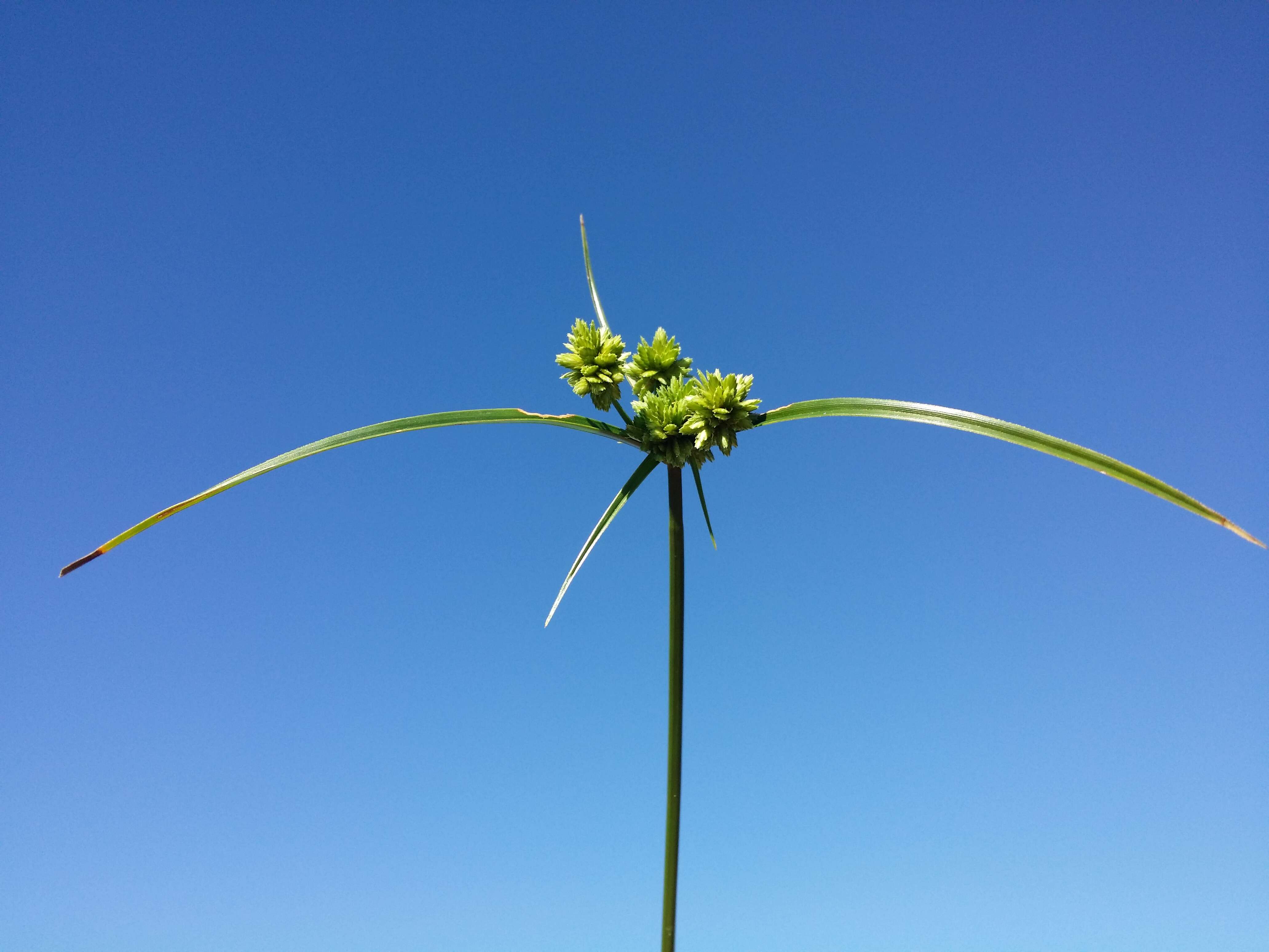 Image of Tall flatsedge