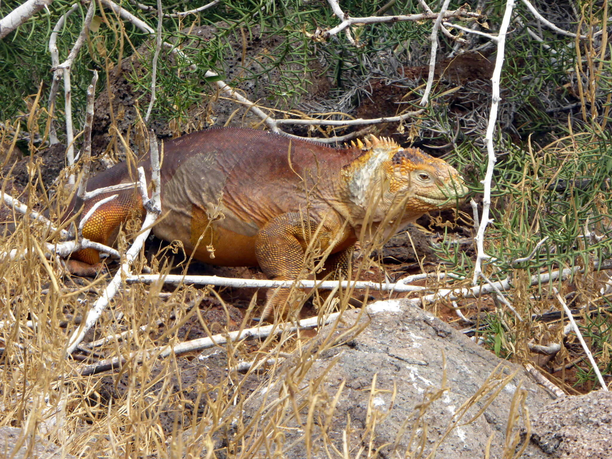 Image of Galapagos Land Iguana