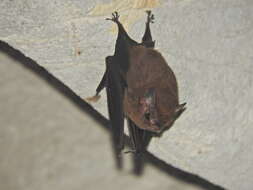 Image of Thomas's Sac-winged Bat