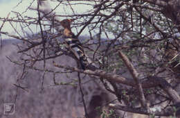 Image of African Hoopoe