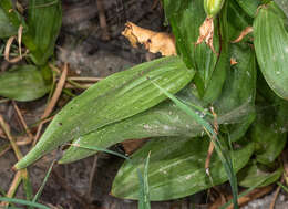 Image of Stream orchid