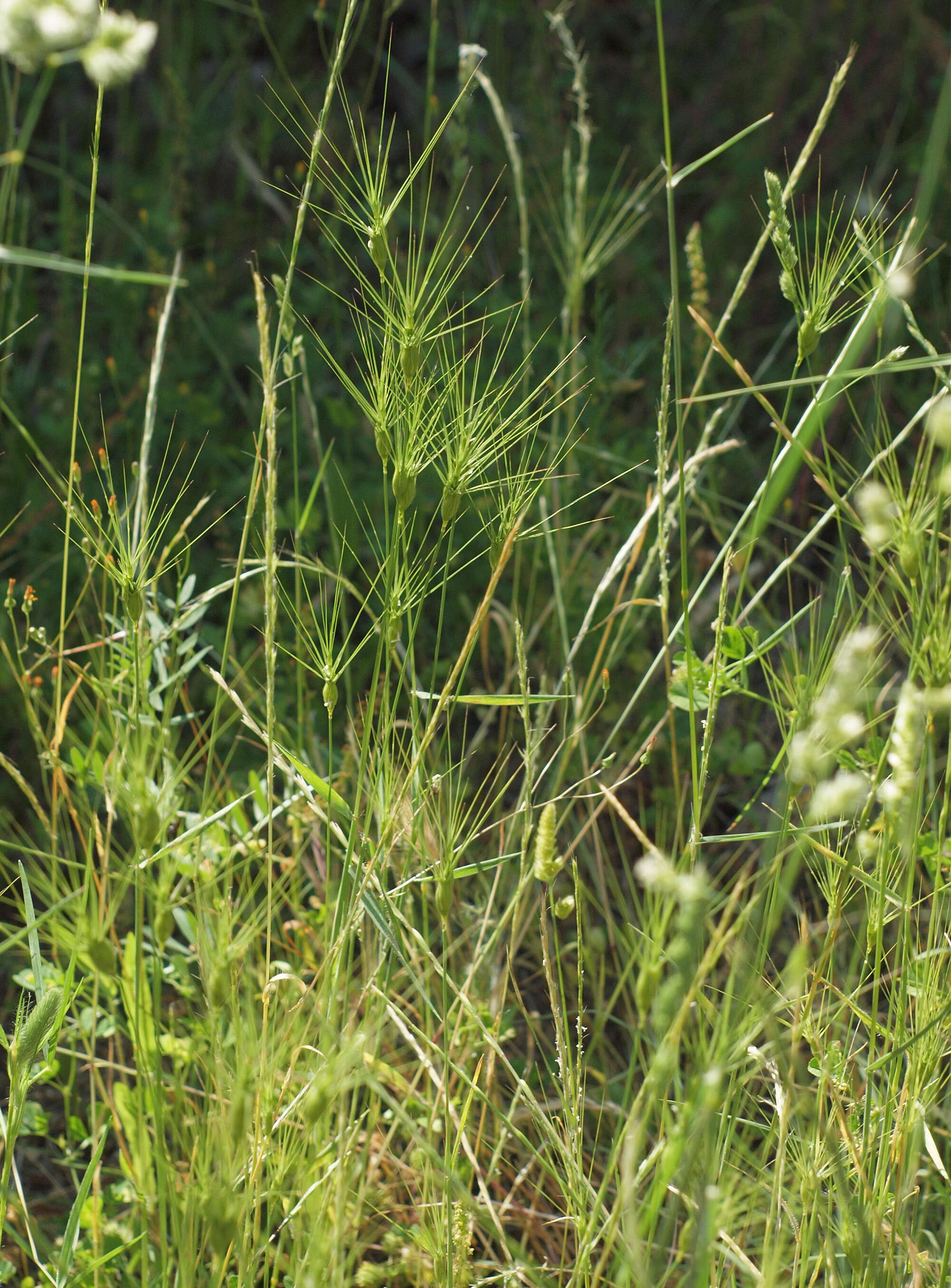 Plancia ëd Aegilops neglecta Req. ex Bertol.