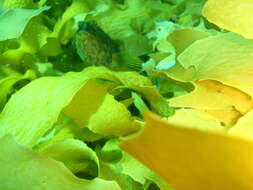 Image of Bluespotted Toadfish