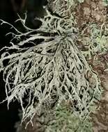 Image of farinose cartilage lichen