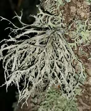 Imagem de Ramalina farinacea (L.) Ach.