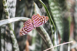 Image of Mexican Bluewing