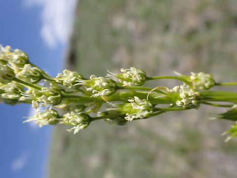 Image of foothill deathcamas