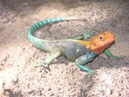 صورة Agama lionotus Boulenger 1896