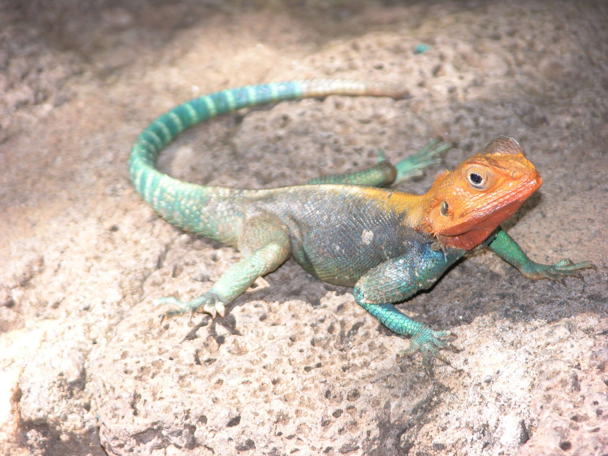 Image of Kenya Rock Agama