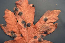 Image of European tar spot