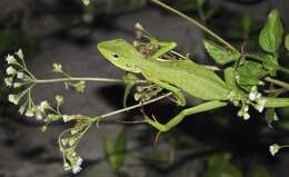 Image of great crested canopy lizard