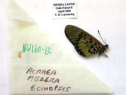 Image of Acraea abdera Hewitson 1852