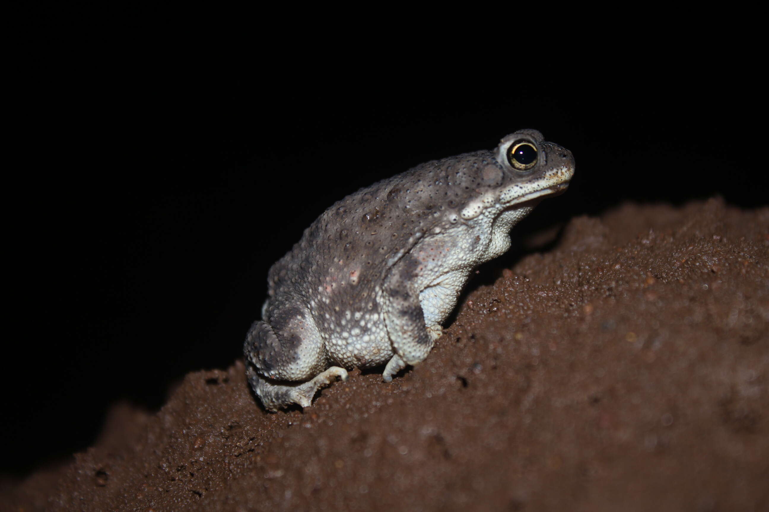 Image of Duttaphrynus Frost, Grant, Faivovich, Bain, Haas, Haddad, de Sá, Channing, Wilkinson & Donnellan et al. 2006