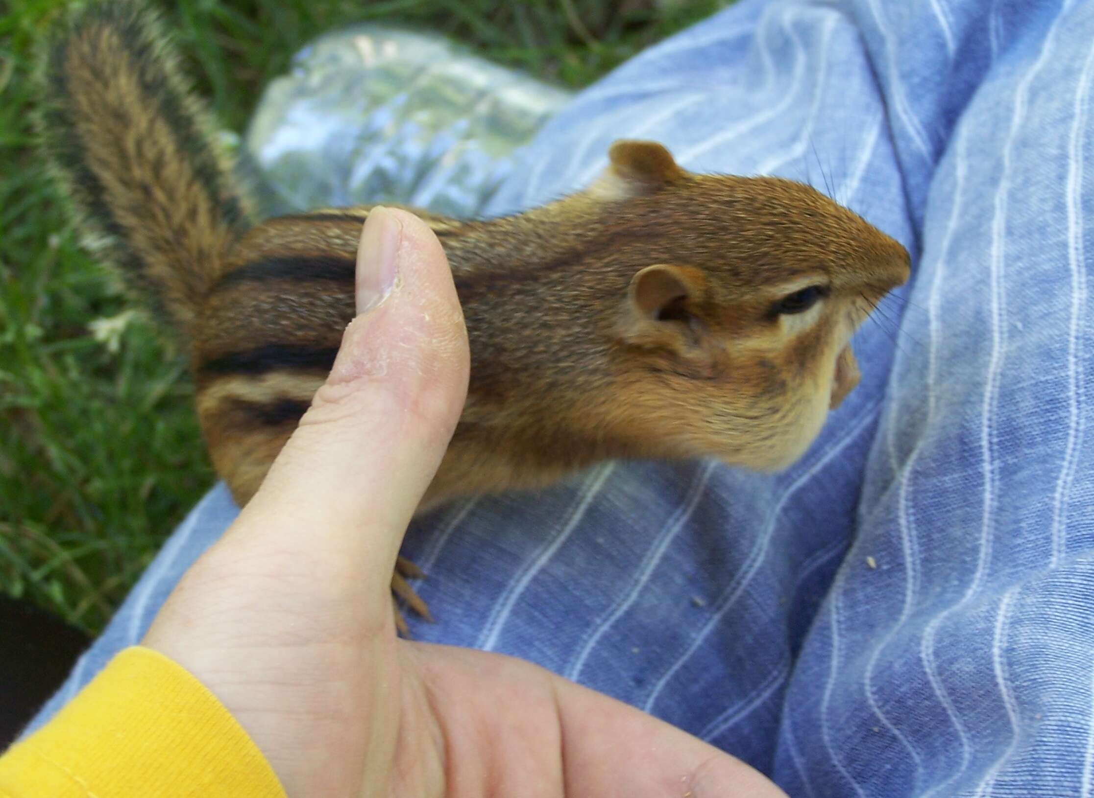 Image of Siberian Chipmunk