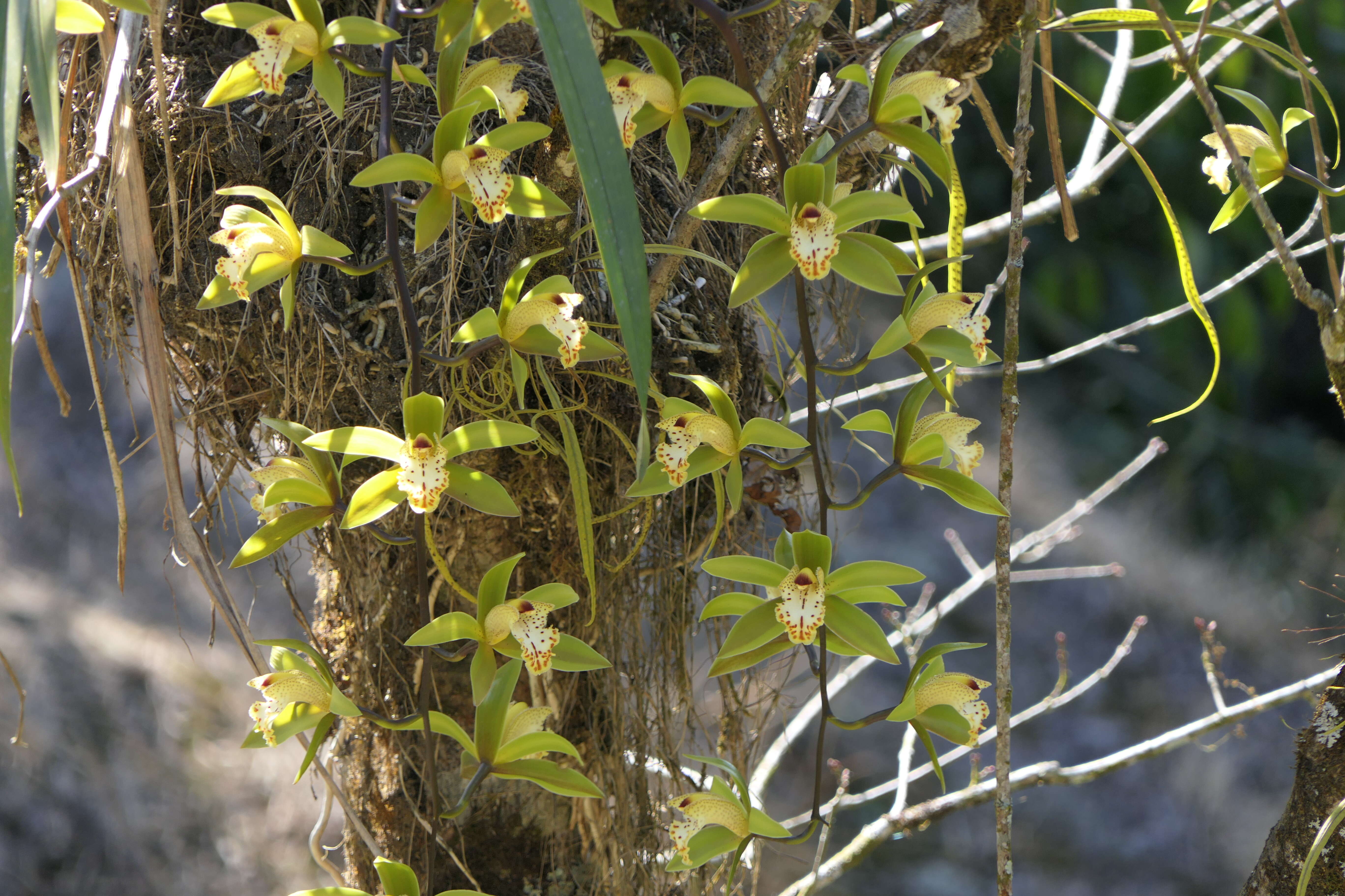 Image of Cymbidium hookerianum Rchb. fil.