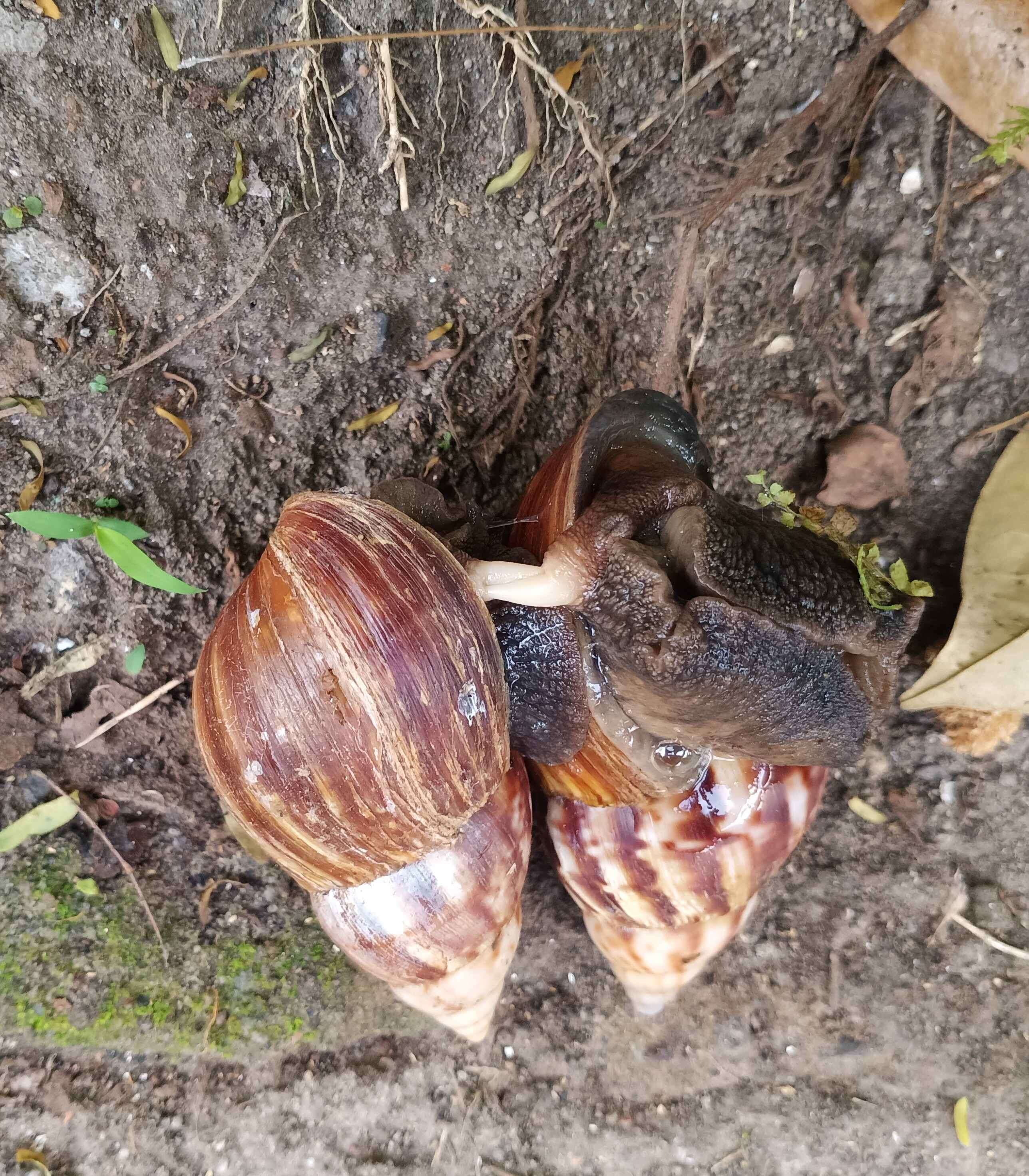 Image of Achatina fulica