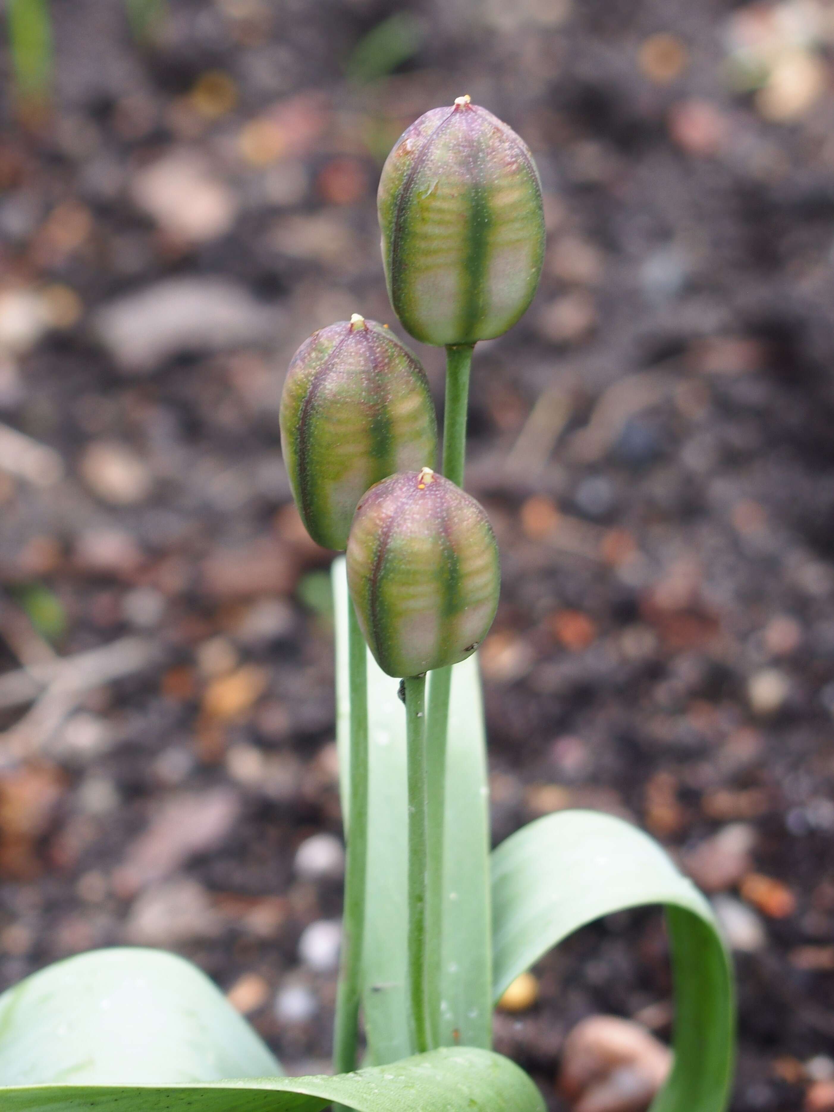 Image de Tulipa biflora Pall.