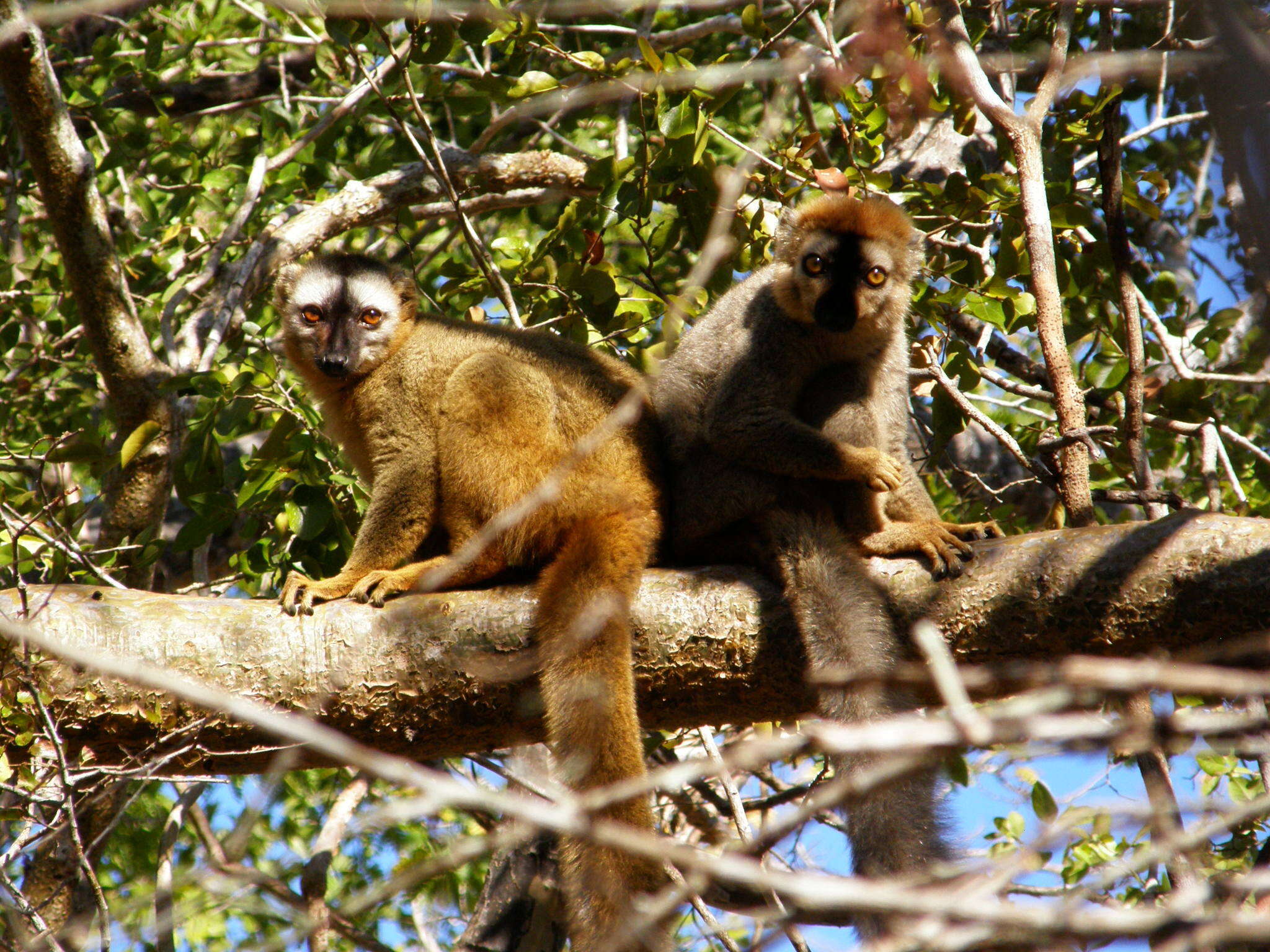 Image of Bennett's Brown Lemur