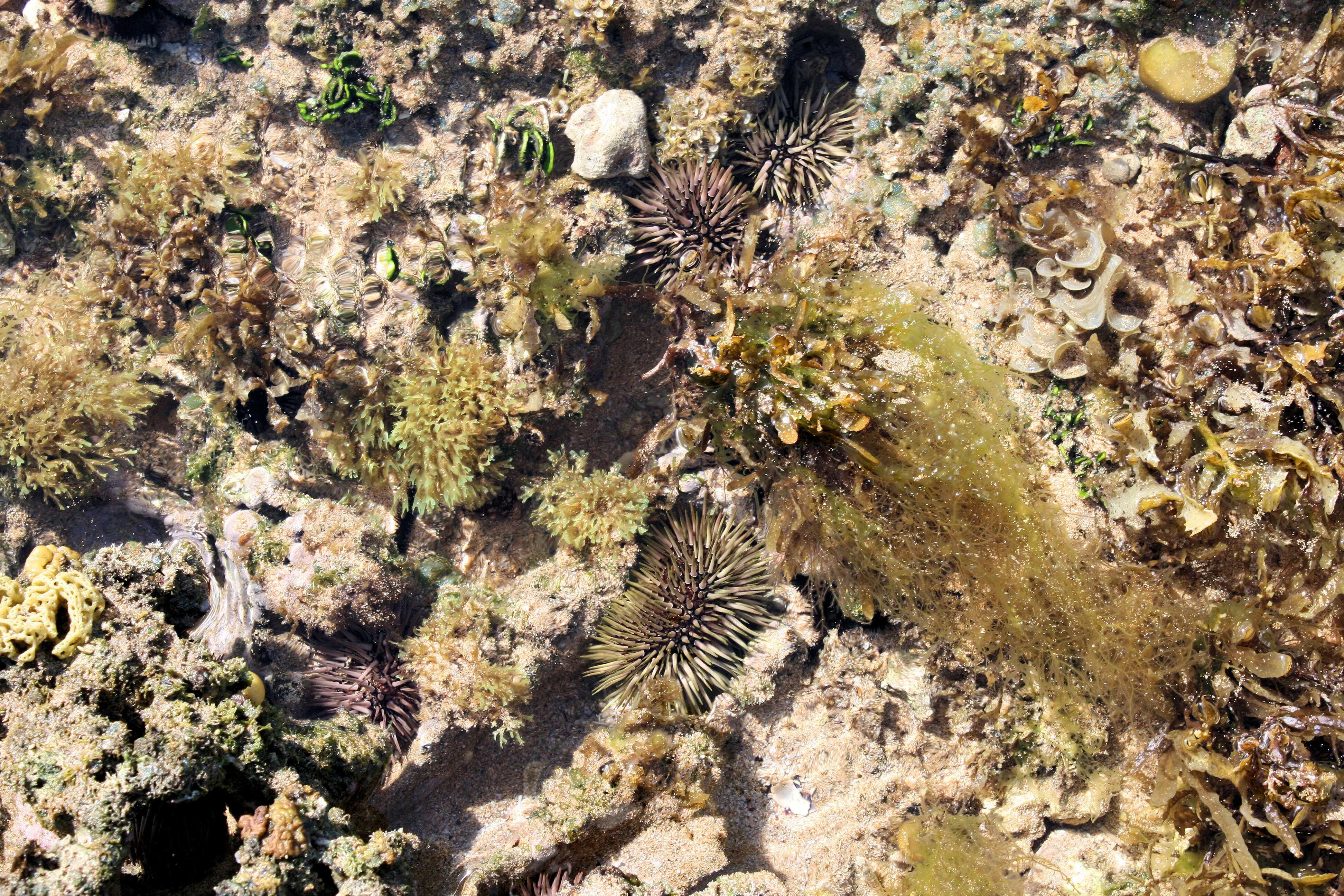 Image of sea urchins