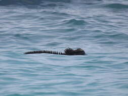 Image of marine iguana