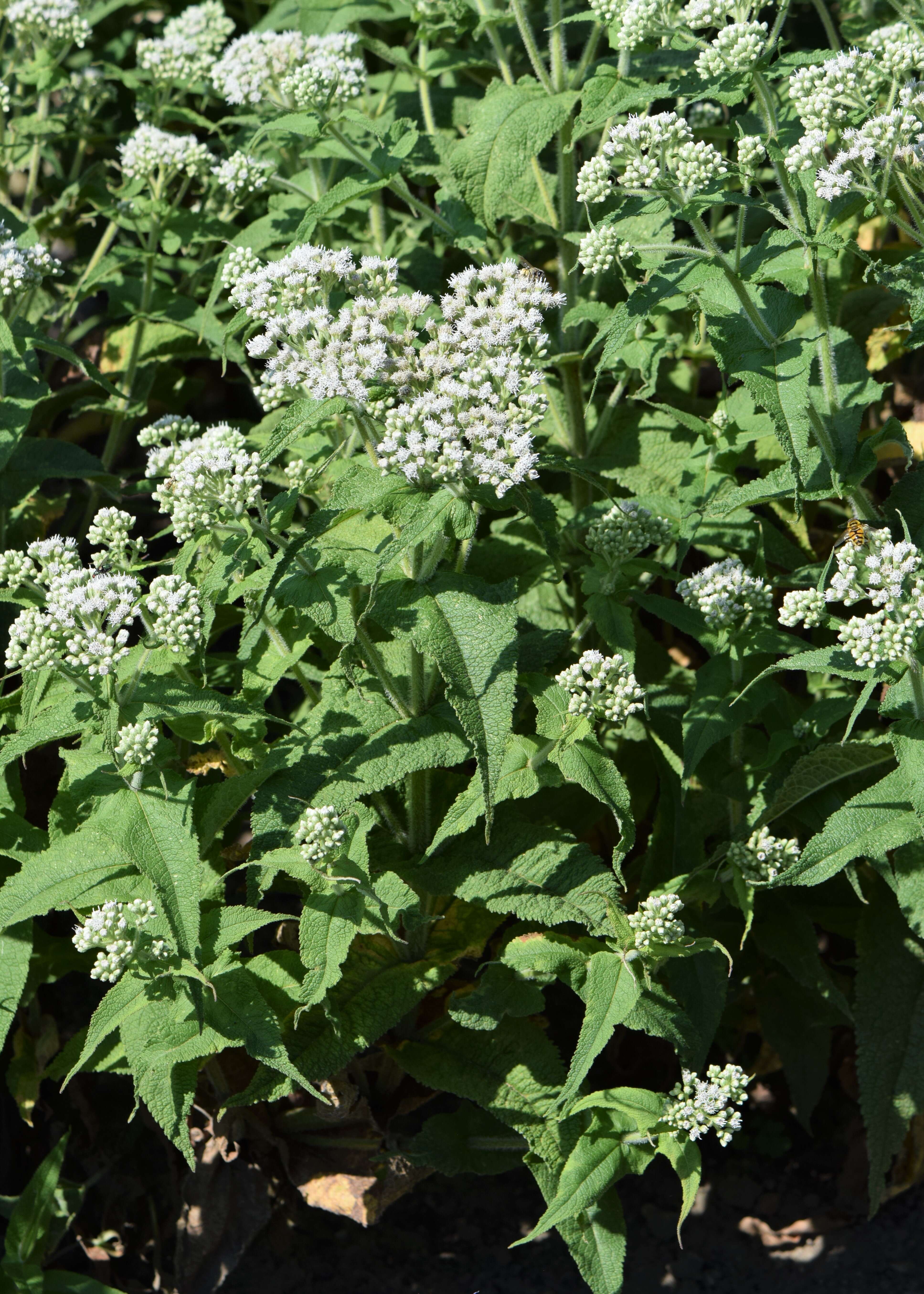 Image of common boneset