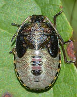 Image of Piezodorus lituratus (Fabricius 1794)