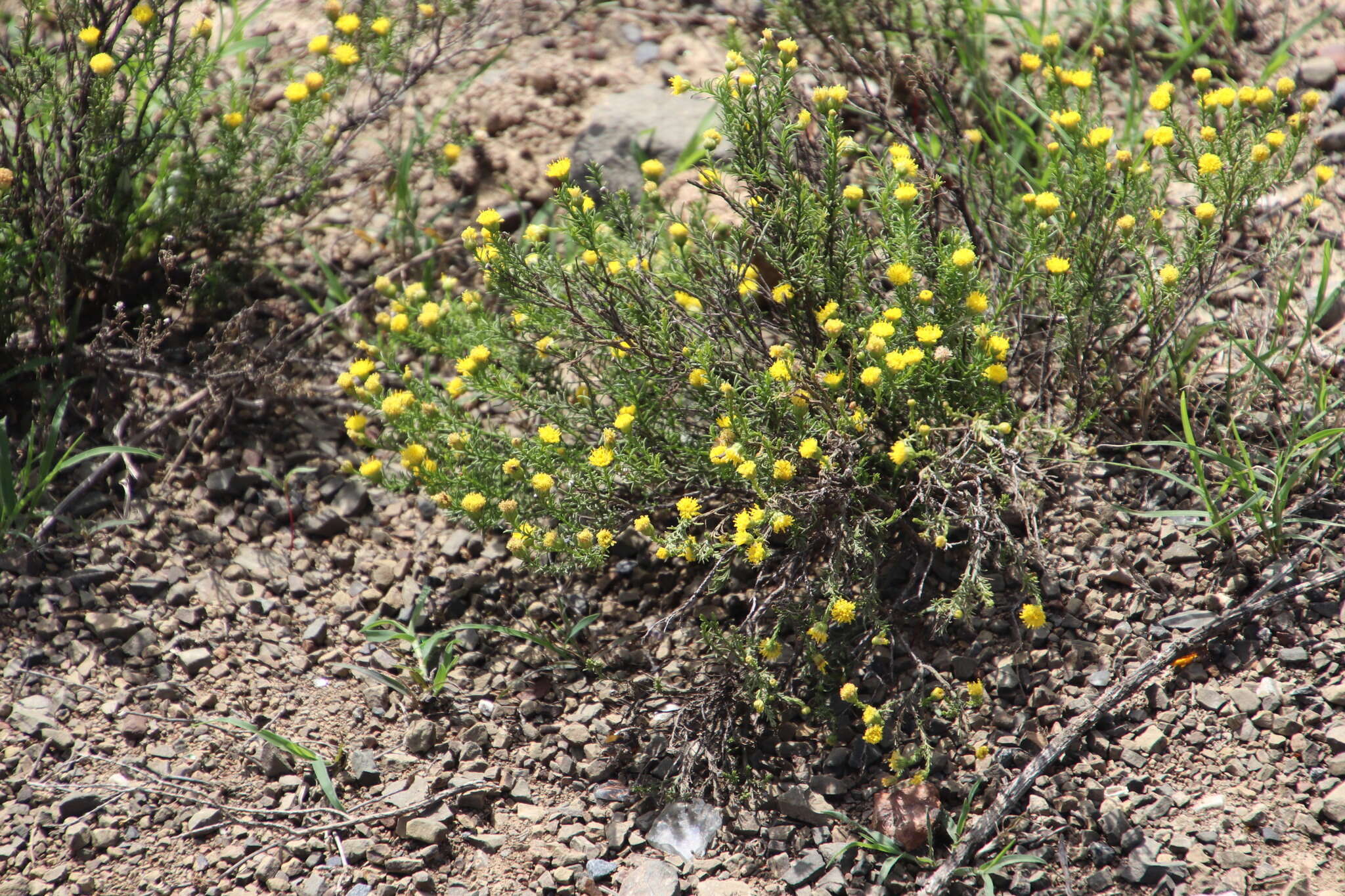 Слика од Chrysocoma ciliata L.