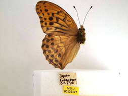 Image of Argynnis sagana