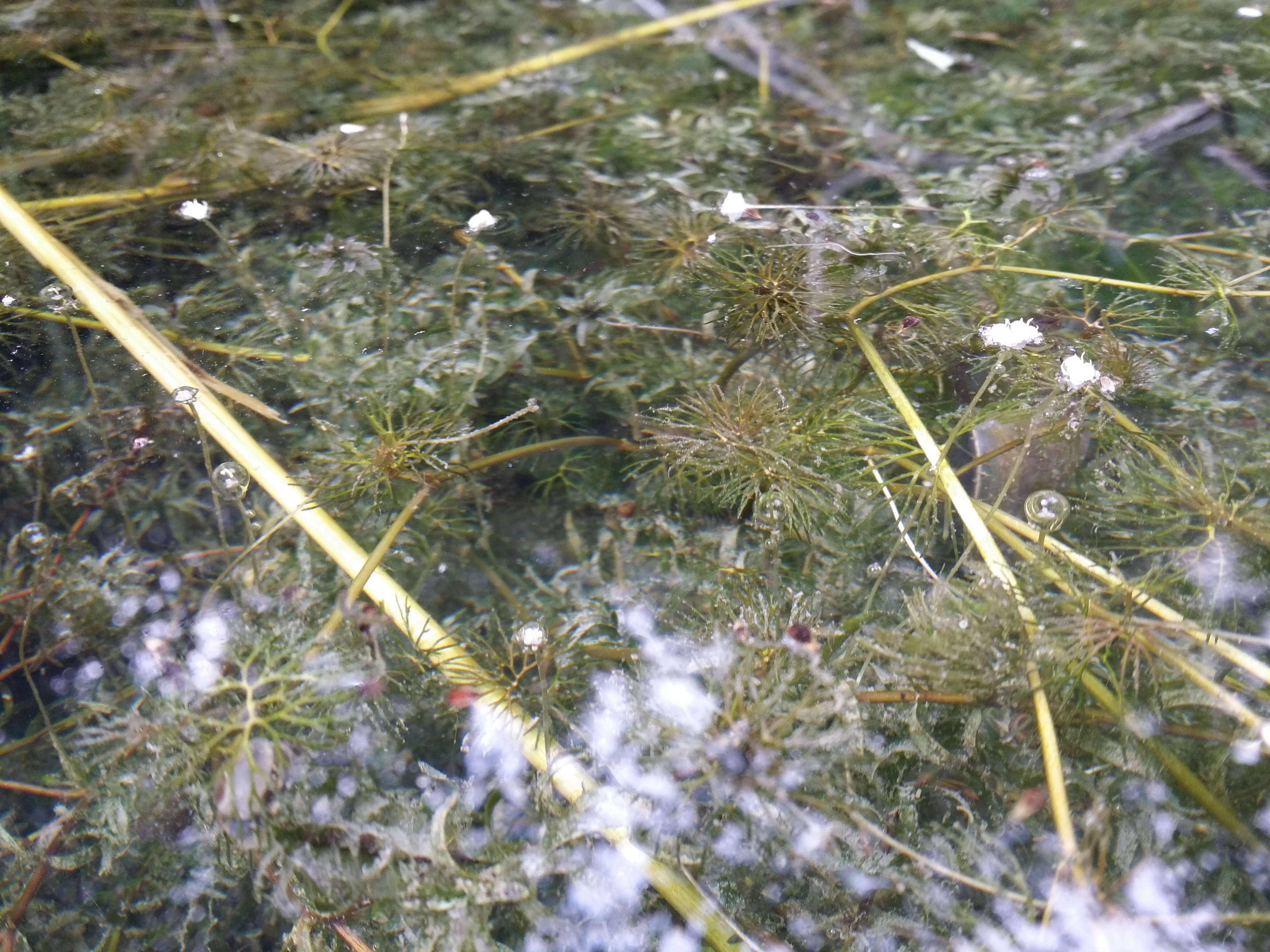 Image of western waterweed