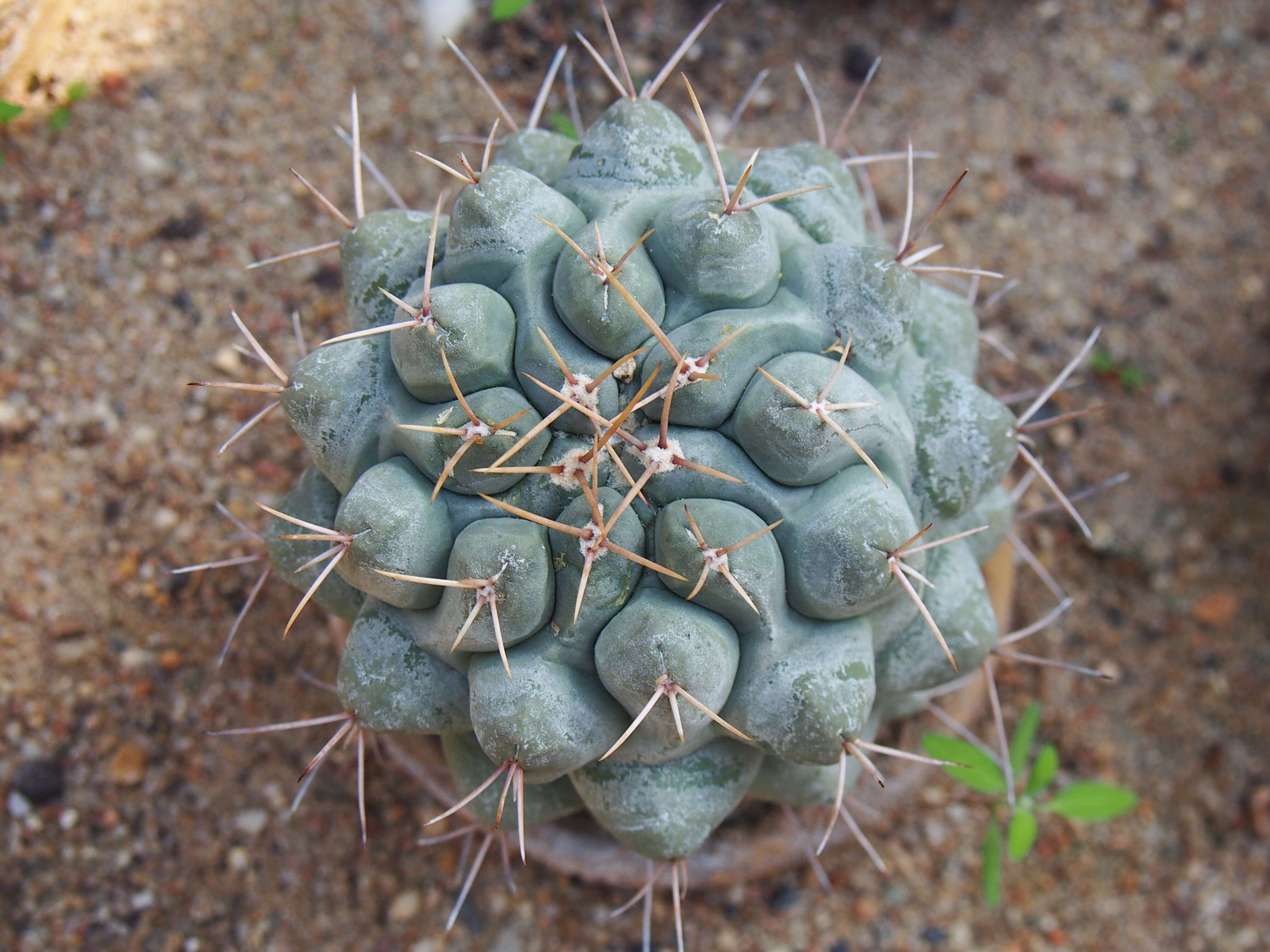 Image of Thelocactus hexaedrophorus (Lem.) Britton & Rose