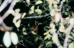 Image of Coppery Brushtail Possum