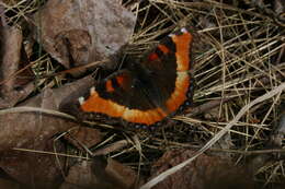 Image of Milbert's Tortoiseshell