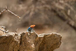 صورة Agama lionotus Boulenger 1896