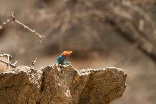 Image of Kenya Rock Agama