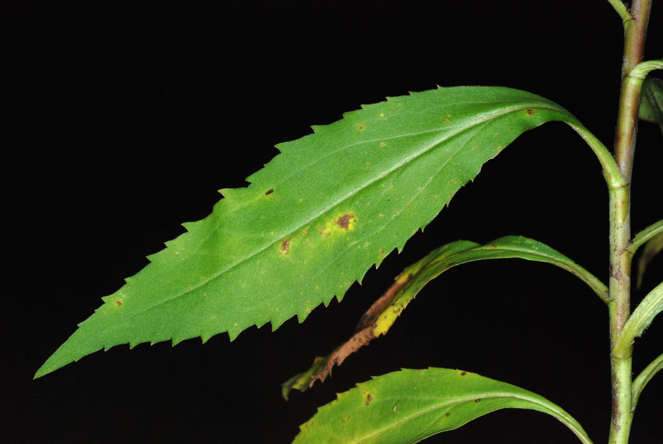 Imagem de Solidago gigantea Ait.