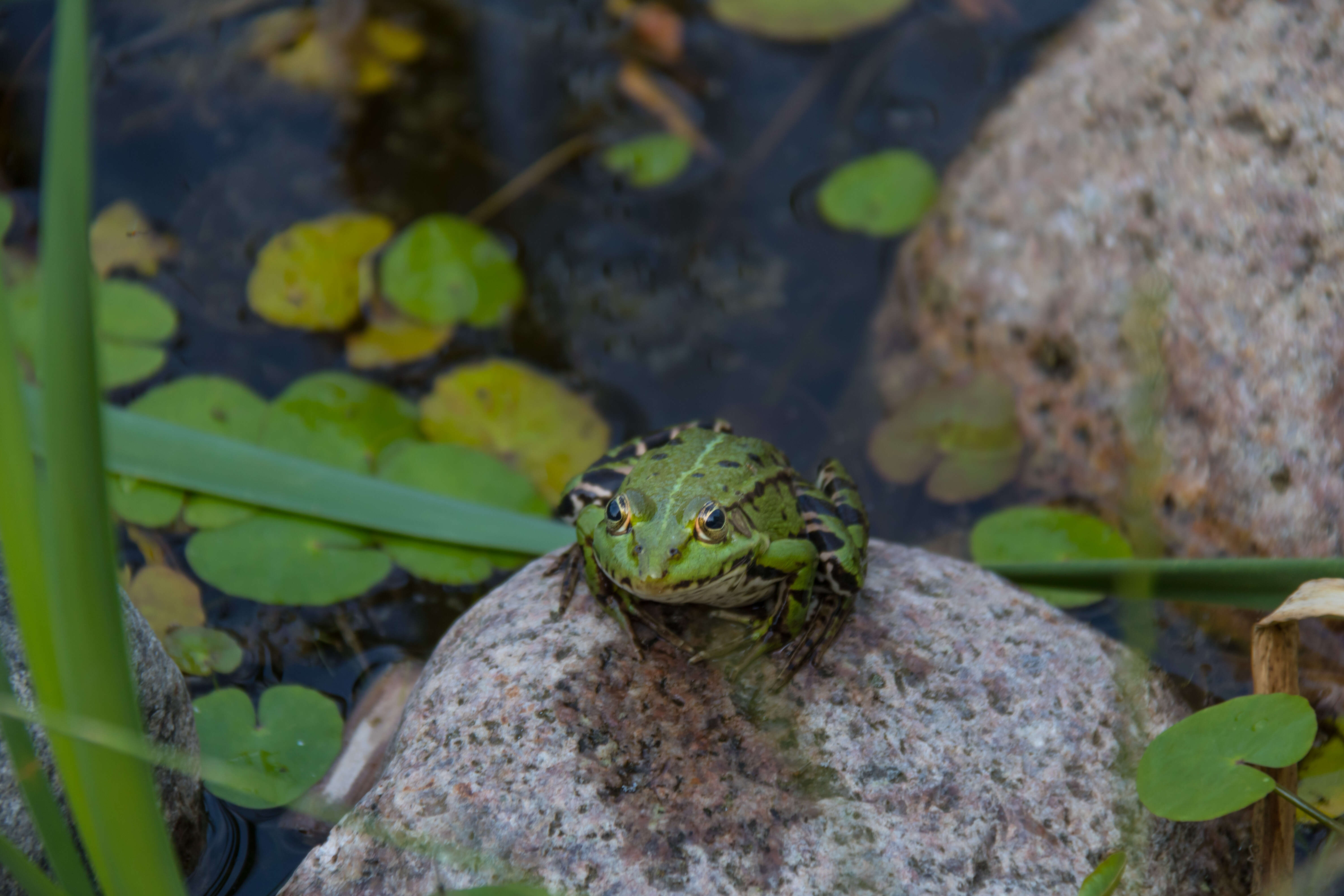 Image of Common frog