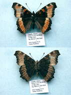 Image of Milbert's Tortoiseshell