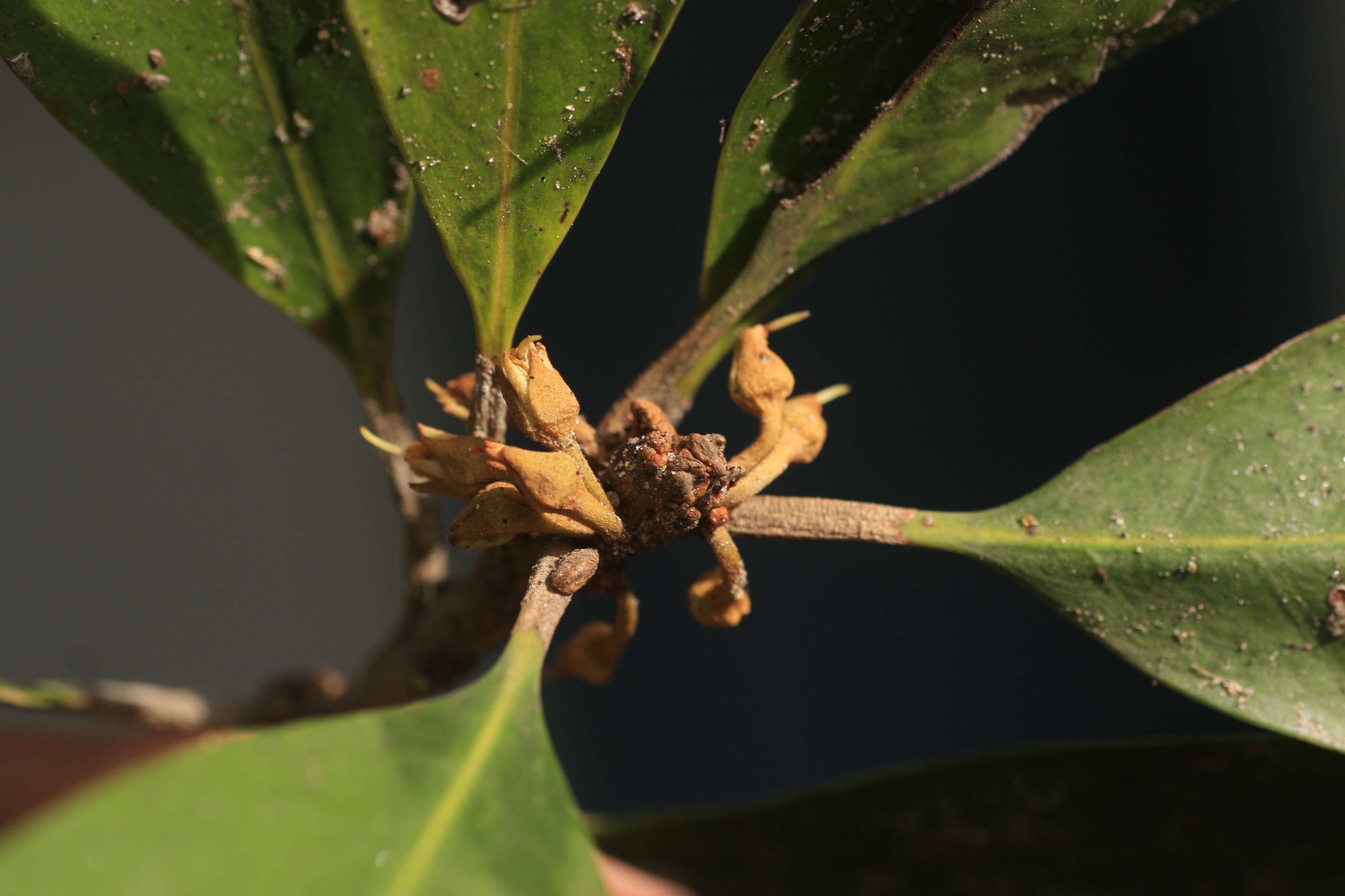 Palaquium ravii Sasidh. & Vink resmi