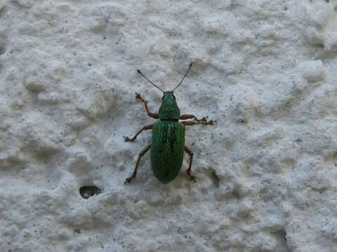 Image of Polydrusus (Eudipnus) formosus (Mayer 1779)