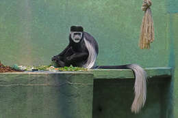 Image of Mantled Colobus