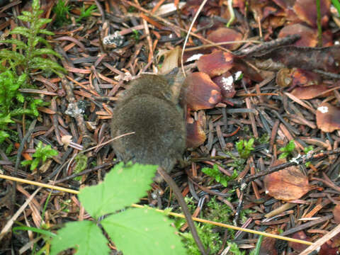 Image of Cinereus Shrew (Masked Shrew)