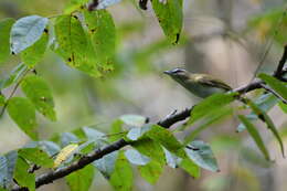 Image of Red-eyed Vireo