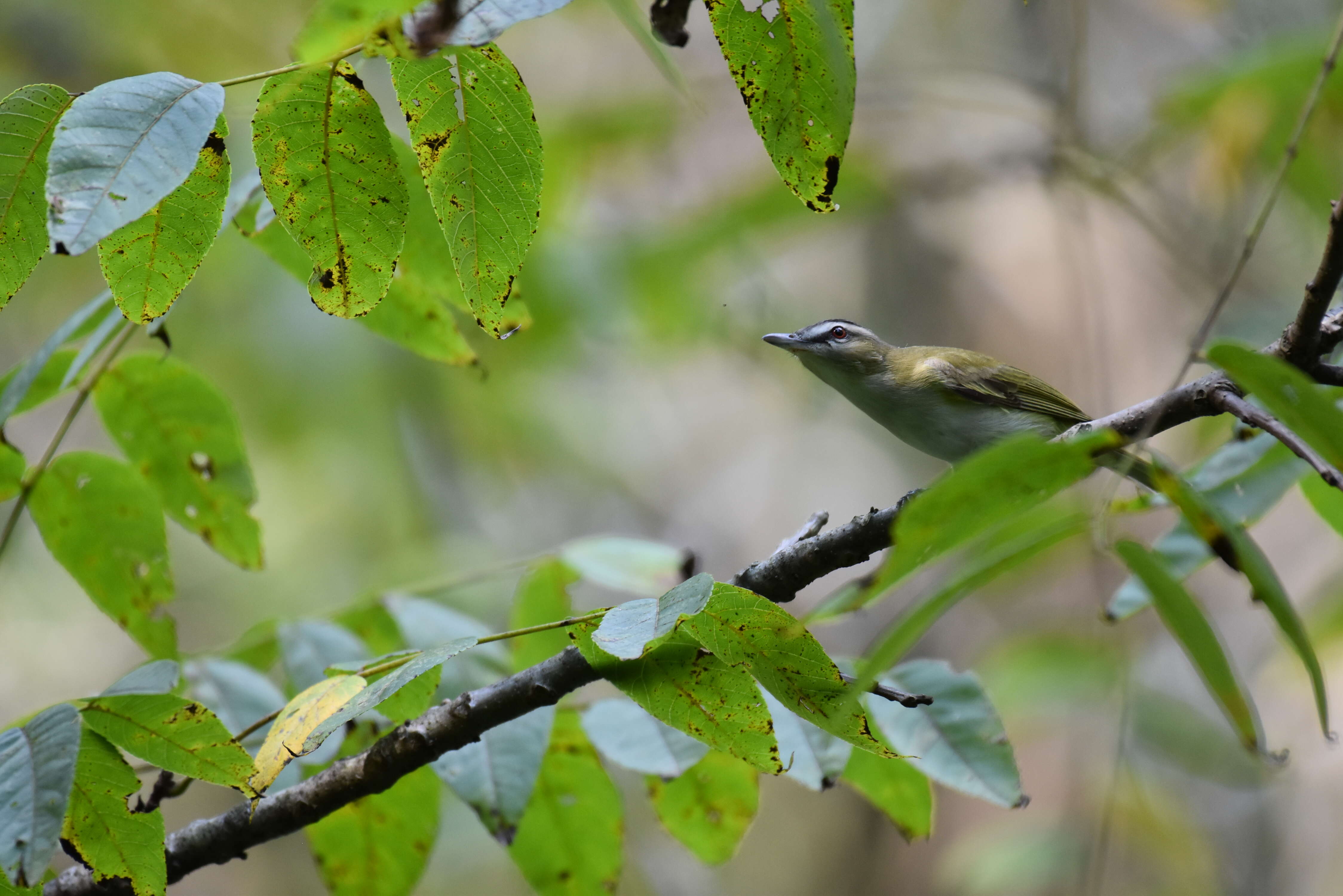 Image of Red-eyed Vireo